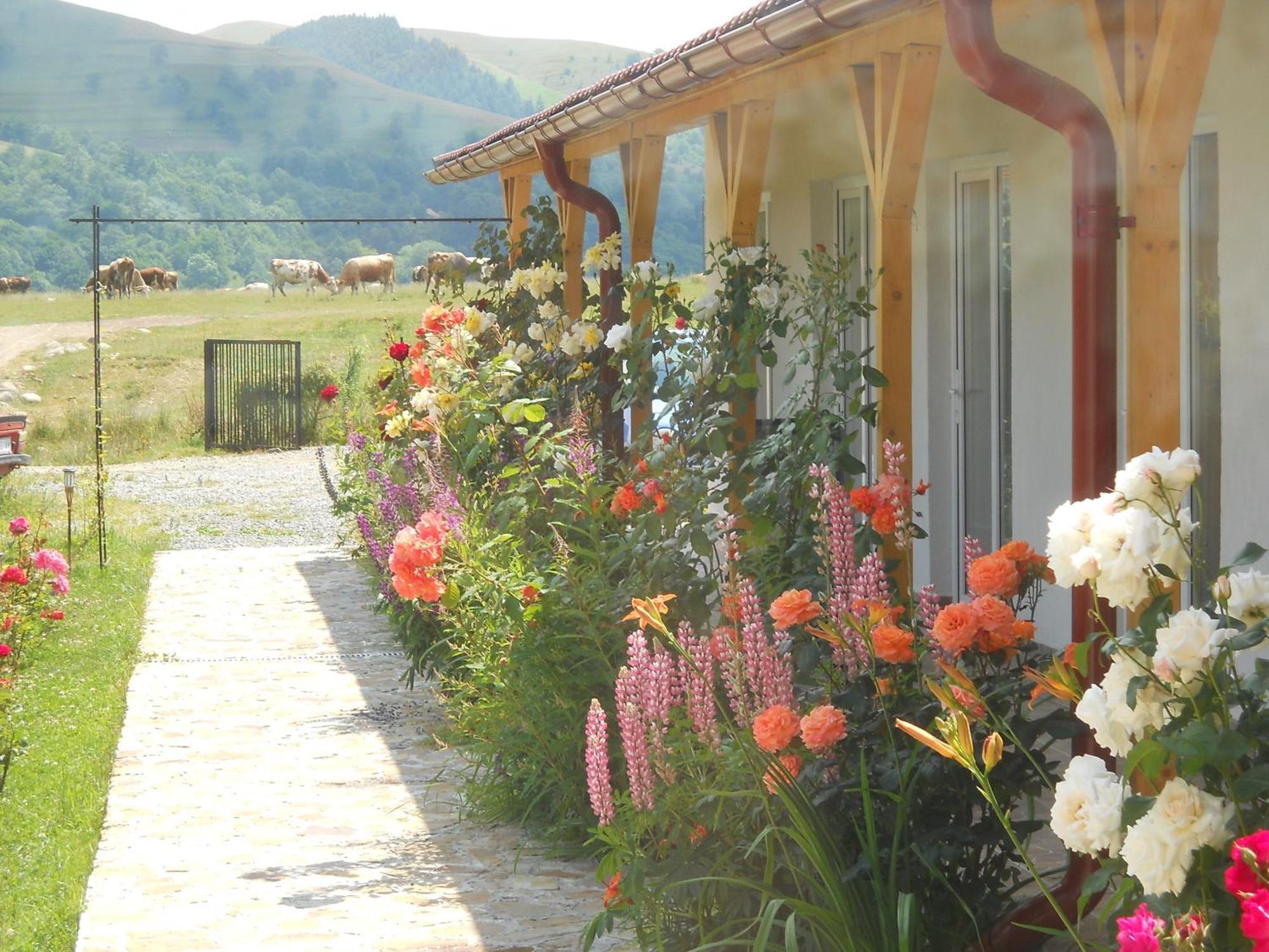 Pensiunea Poezii Alese Valea Drăganului Exterior foto